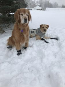Bindi and Cooper the dogs lying in snow