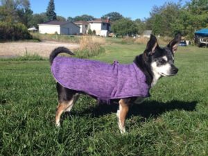 Harriet the dog wearing a purple coat