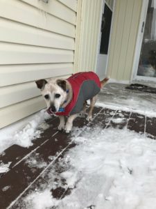 Noli the dog wearing a coat in winter