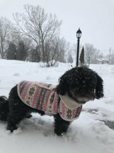 Mia the dog wearing a coat and standing in the snow