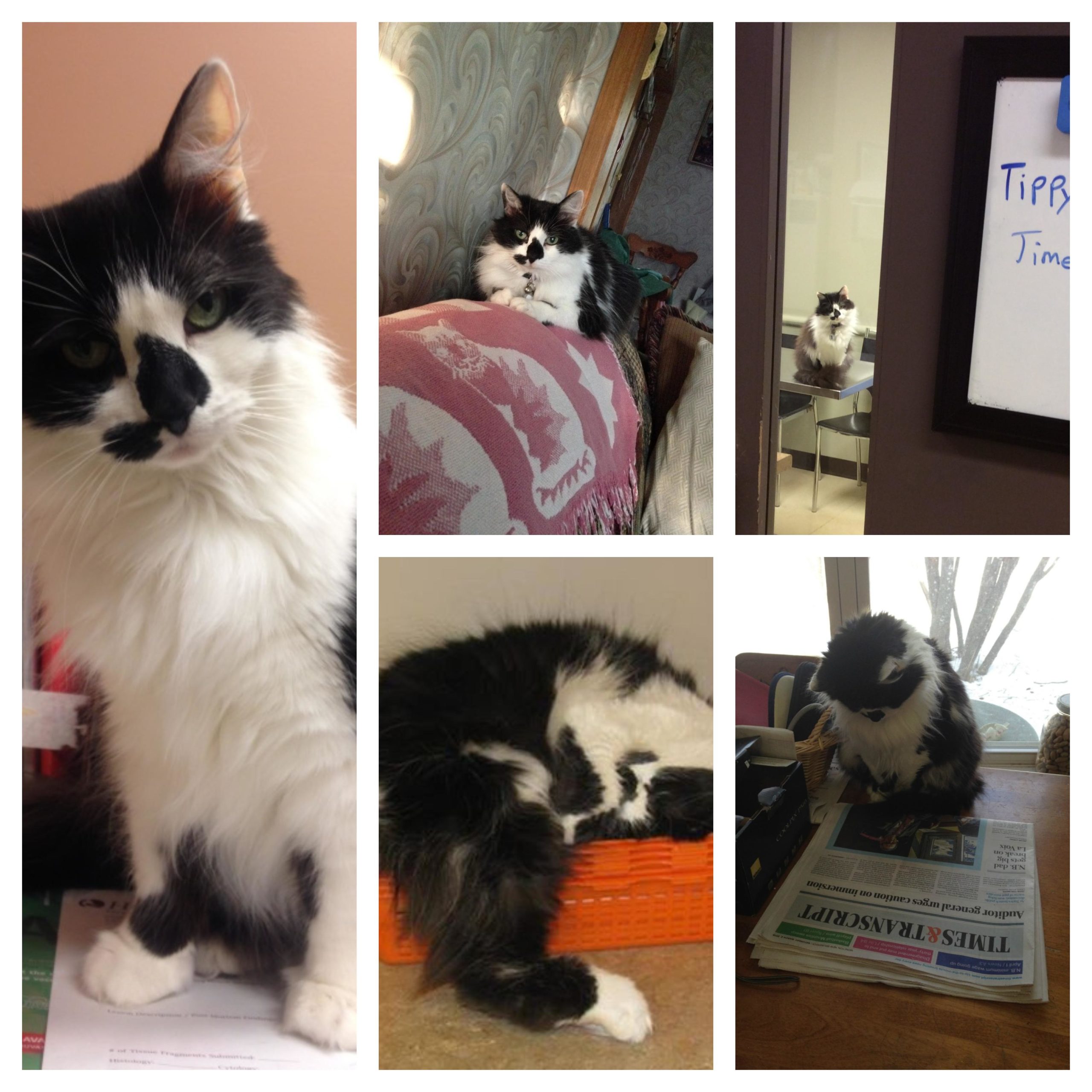 Photo collage of Tippy the cat