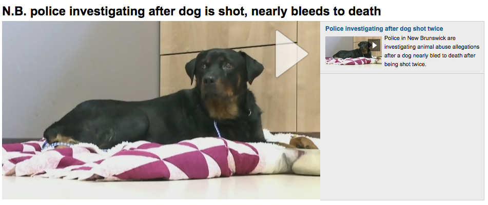 Screenshot of N.B. police dog investigation news segment