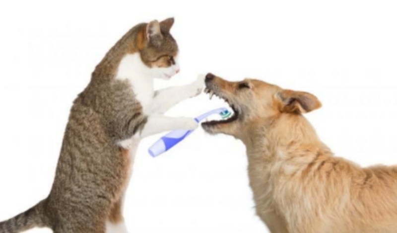 Tips and Tricks to Prevent your puppies from bad breath, and future dental issues