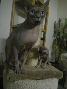 Two Sphynx cats