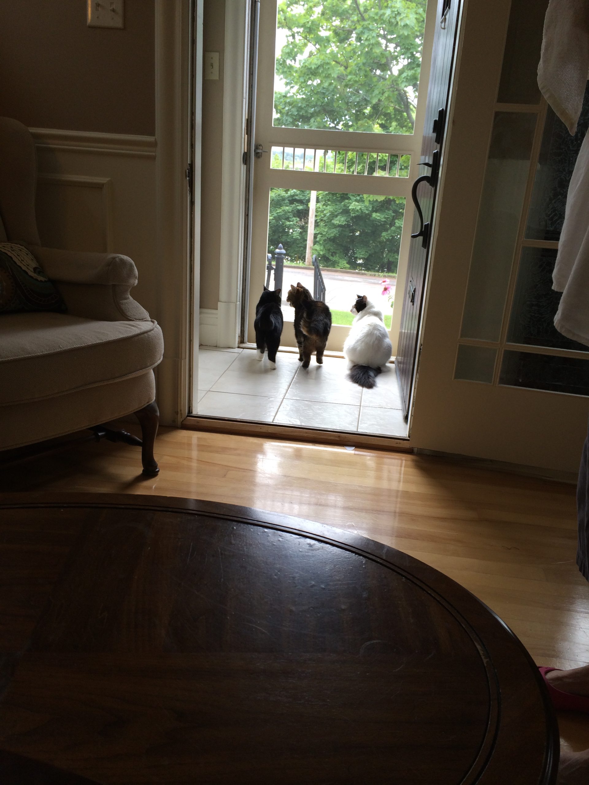 Back view of three cats looking out of a screen door