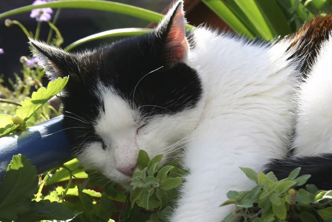 Cat sleeping on a plant