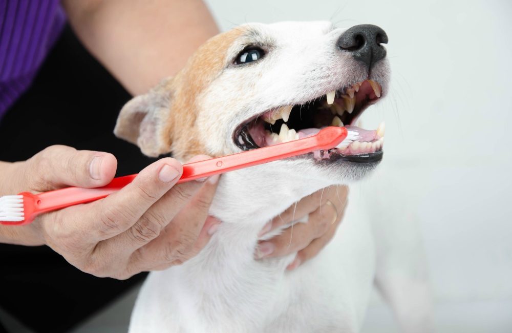 Dog getting its teeth brushed with a double sided toothbrush