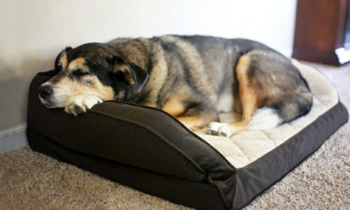 Dog lying on a dog bed