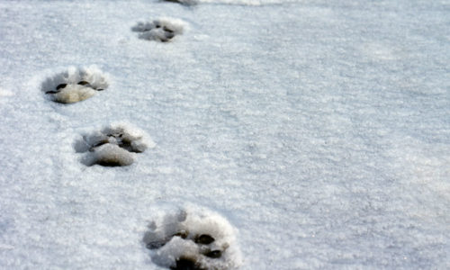 Dog paws in the snow