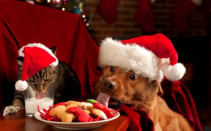 Cat and Dog ready for Xmas