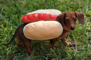 Dog dressed up as hot dog