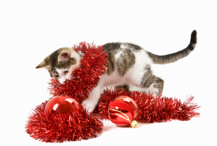 Cat playing with red Christmas ornaments and tinsel