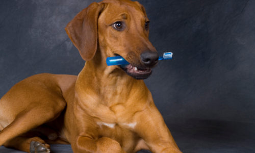Dog holding a toothbrush in its mouth