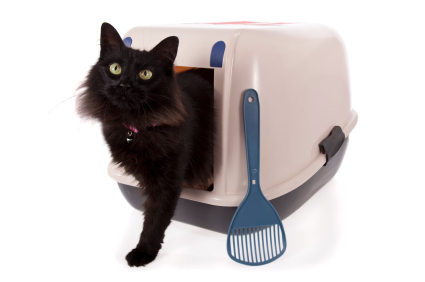 Cat stepping out of a closed litter box