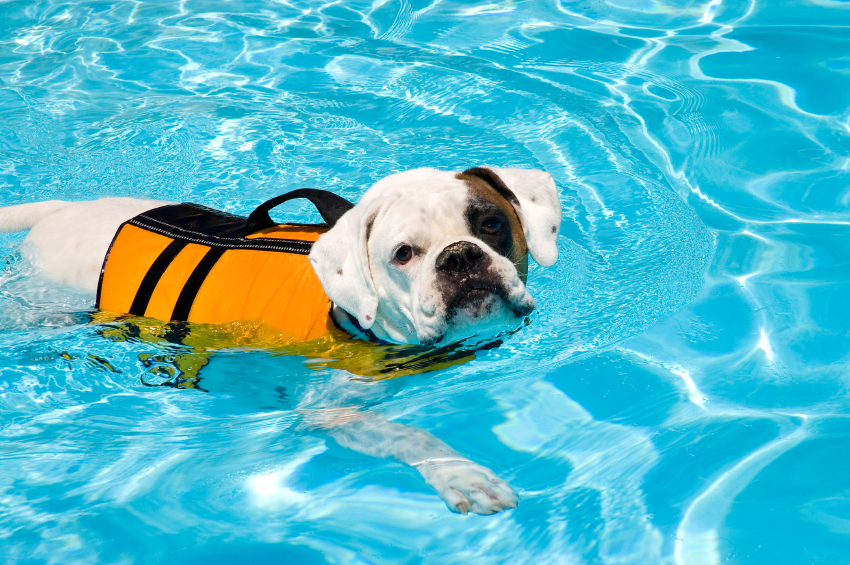 Swimming dog wearing a life jacket