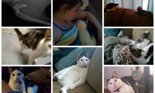 Photo collage of Selina the cat
