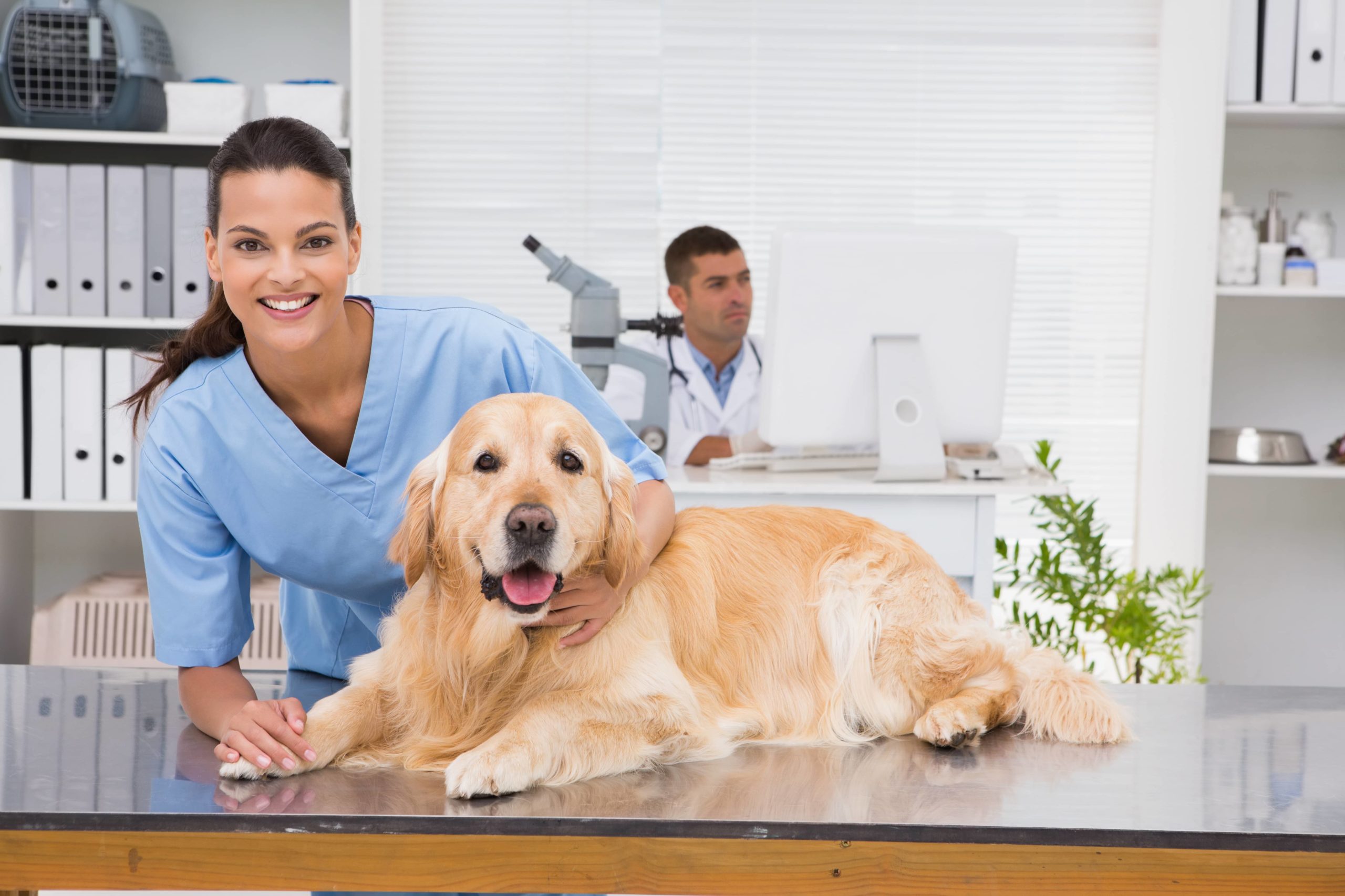 Why Fasting Your Pet for Surgery Is so Important - Riverview Animal Hospital