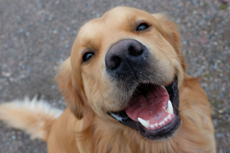 What to Do with the Broken Tooth? - Riverview Animal Hospital