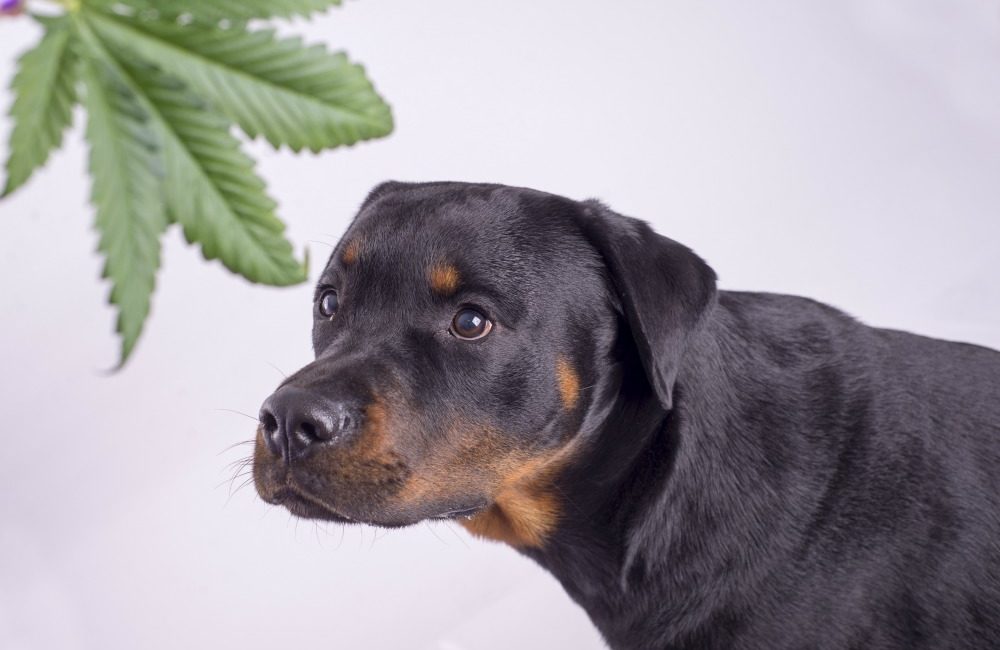 So Your Dog Got High? - Riverview Animal Hospital