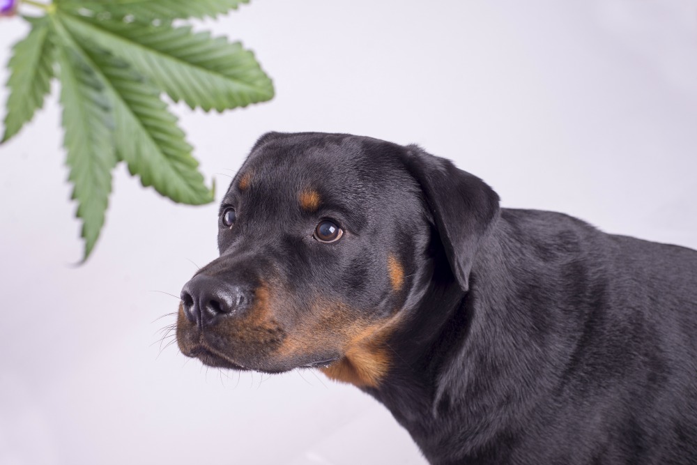 how to get a dog unstoned at home