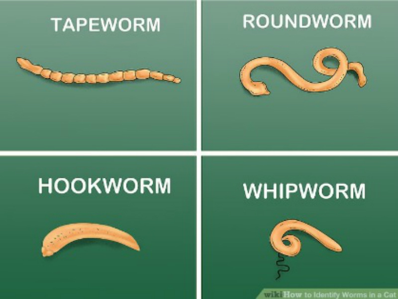 Worms in Pets: Everything You Need to Know - Riverview Animal Hospital